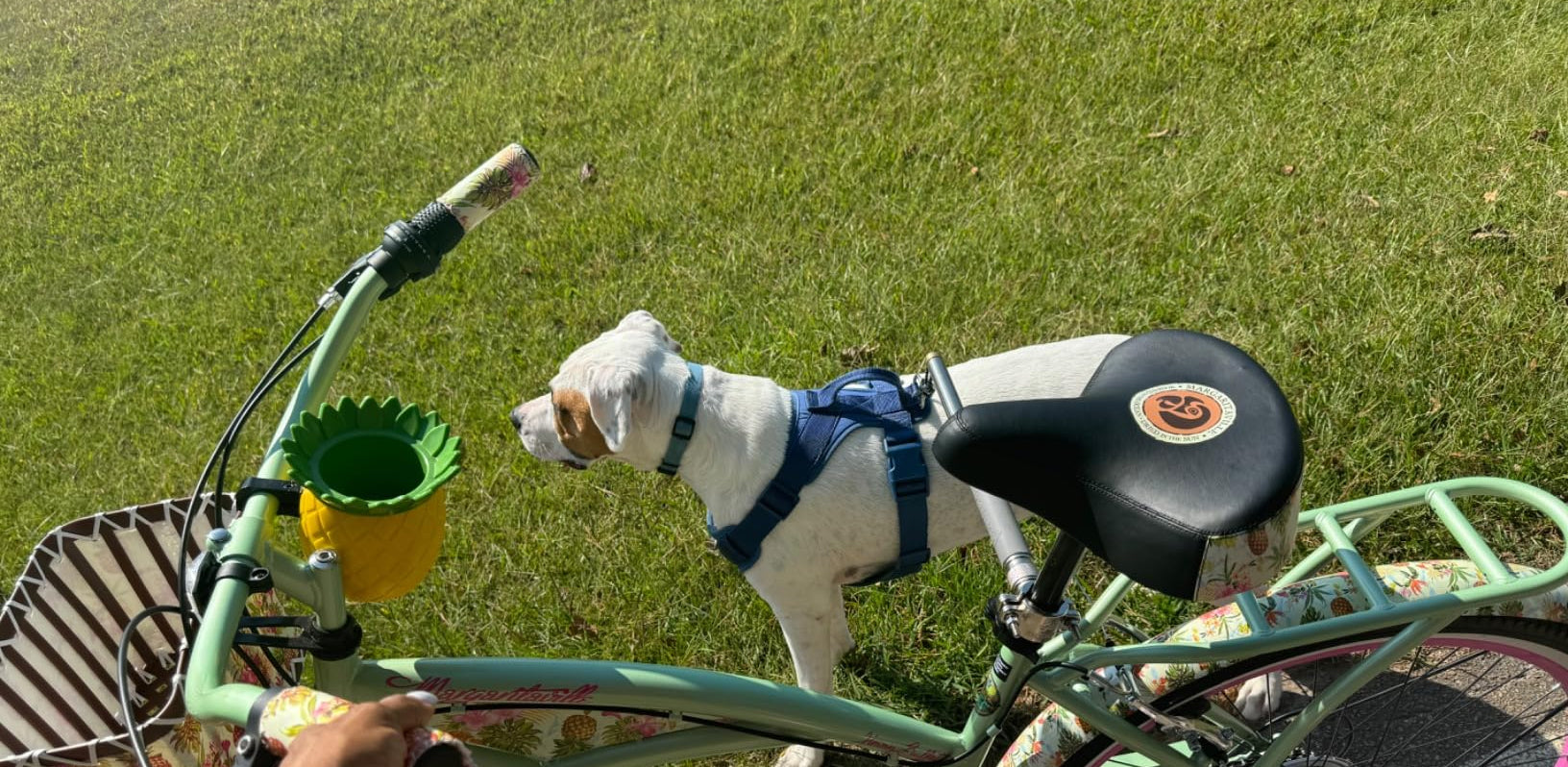 Is Biking With Your Dog Right for You?