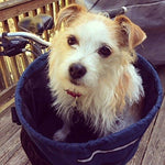 Walky Basket Dog Bicycle Basket