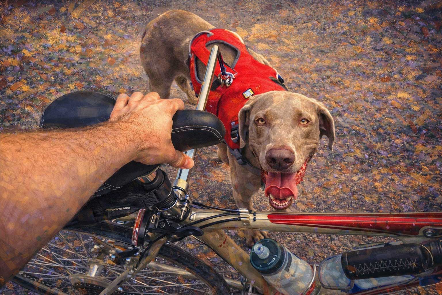 Ride in Style: Biking with Your Pooch using the WalkyDog Bike Leash